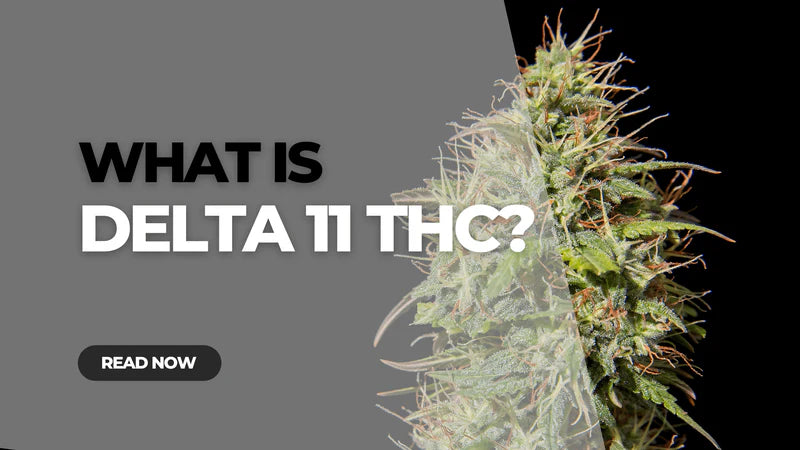 Delta 11 THC Products- Exploring a New THC Variant