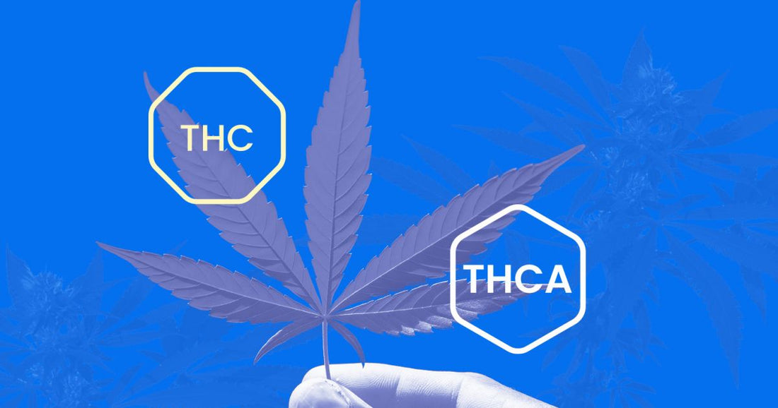 What are the Differences between THC and THCA and Benefits | Which is Stronger THC or THCA?