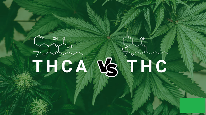 THC vs THCA: What are the Differences and Benefits